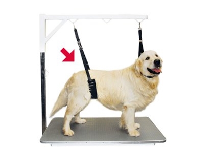 Picture of Show Tech Comfort Bellyband for Big Dogs